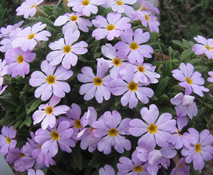 Primula henrici (bracteata)